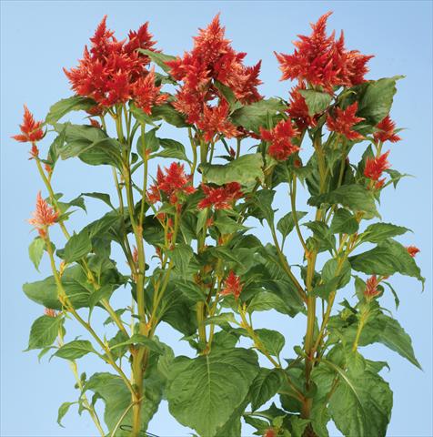 photo of flower to be used as: Pot and bedding Celosia spicata Celway Orange