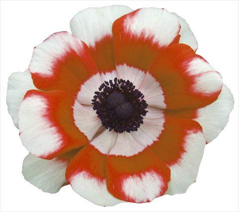 photo of flower to be used as: Pot and bedding Anemone coronaria L. Garden Mistral Plus® Bicolore intense