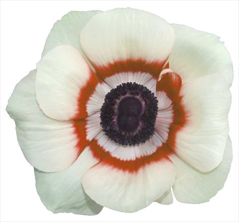 Foto fiore da  Vaso e aiola Anemone coronaria L. Garden Mistral Plus® Bicolore soft