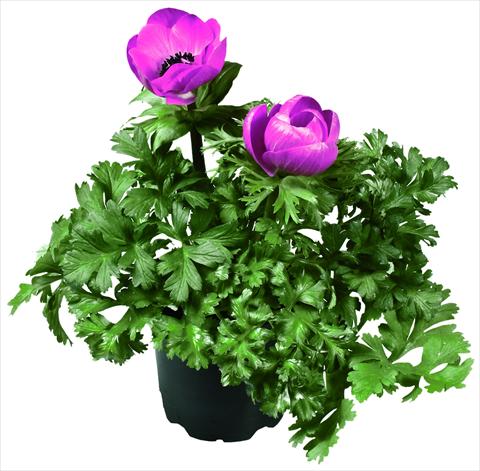 Foto fiore da  Vaso e aiola Anemone coronaria L. Garden Mistral Plus® Fucsia