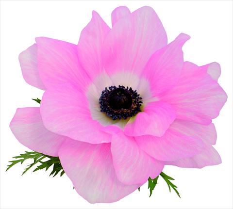 photo of flower to be used as: Pot and bedding Anemone coronaria L. Mistral® Rosa chiaro fioritura primaverile