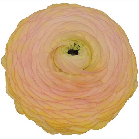photo of flower to be used as: Pot and bedding Ranunculus asiaticus Elegance® Albicocca 08