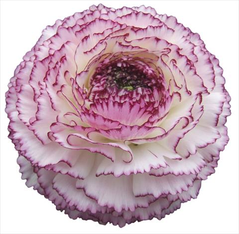 Foto fiore da  Vaso e aiola Ranunculus asiaticus Elegance® Bianco Striato