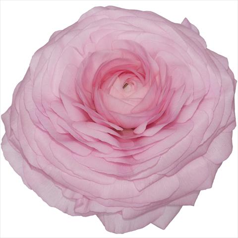 Foto fiore da  Vaso e aiola Ranunculus asiaticus Elegance® Rosa 02-89