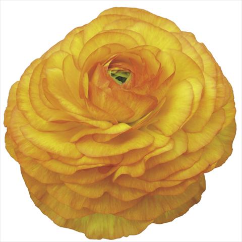 photo of flower to be used as: Pot and bedding Ranunculus asiaticus Success® Vulcano