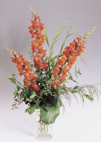 Foto fiore da  Vaso e aiola Antirrhinum majus Animation Deep Orange