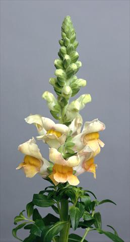 photo of flower to be used as: Pot and bedding Antirrhinum majus Costa Apricot