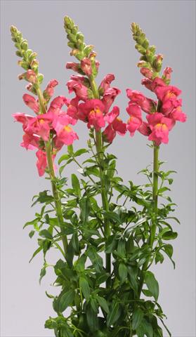 Foto fiore da  Vaso e aiola Antirrhinum majus Costa Deep Rose