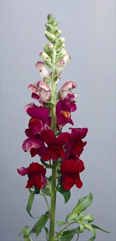 Foto fiore da  Vaso e aiola Antirrhinum majus Costa Summer Velvet