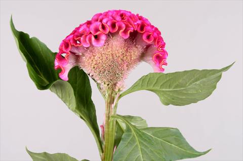 photo of flower to be used as: Pot and bedding Celosia argentea cristata Act Rima