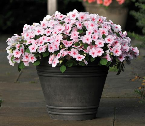 photo of flower to be used as: Pot and bedding Impatiens walleriana Impreza™ F1 Cherry Splash