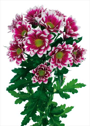 Foto fiore da  Vaso e aiola Chrysanthemum Soundtrack