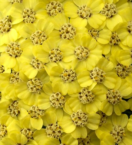 photo of flower to be used as: Bedding / border plant Achillea millefolium Desert Eve Light Yellow