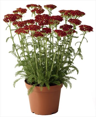 photo of flower to be used as: Pot and bedding Achillea millefolium Desert Eve Red