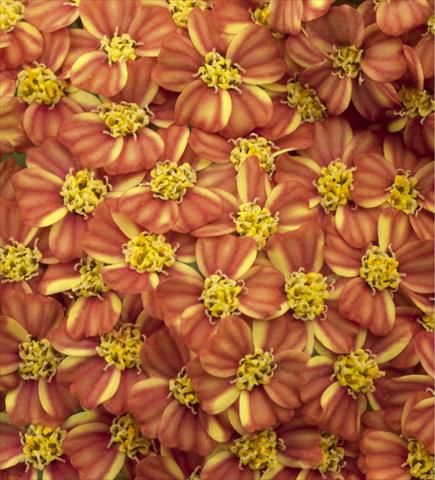 Foto fiore da  Aiuola e/o bordura Achillea millefolium Desert Eve Terracotta