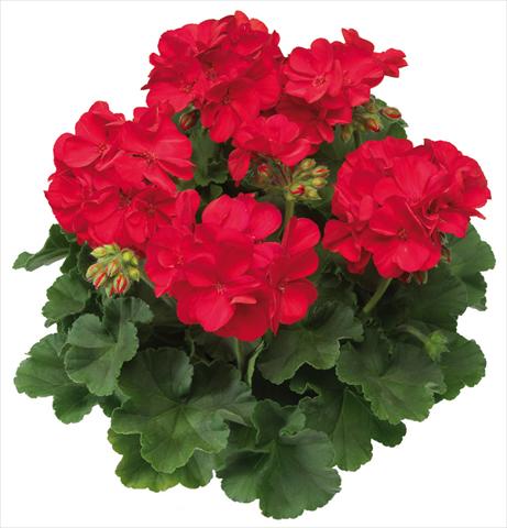 photo of flower to be used as: Pot Pelargonium interspec. Calliope™ Scarlet