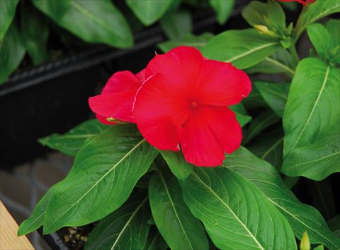 photo of flower to be used as: Pot, patio, basket Catharanthus roseus - Vinca Titan F1 Dark Red