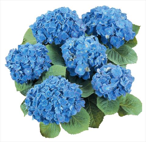 photo of flower to be used as: Pot and bedding Hydrangea macrophylla Everbloom Blue Heaven