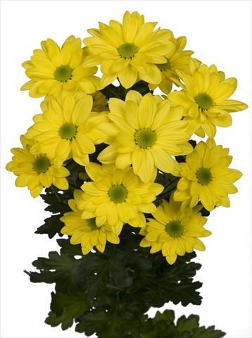 photo of flower to be used as: Pot and bedding Chrysanthemum Bacardi Sunny