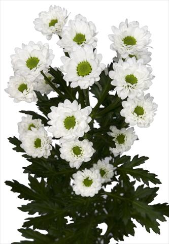 photo of flower to be used as: Pot and bedding Chrysanthemum Brightly