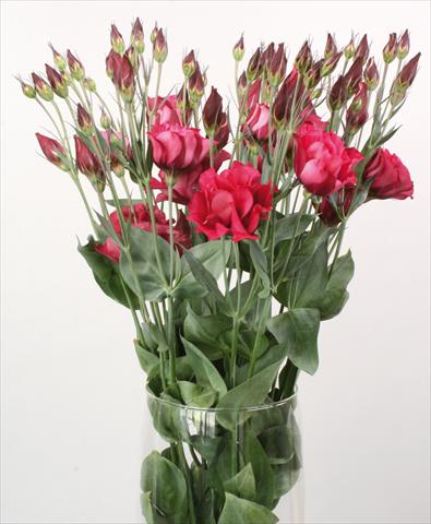 photo of flower to be used as: Cutflower Lisianthus (Eustoma rusellianum) Cessna Red