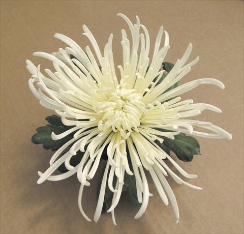 Foto fiore da  Vaso e aiola Chrysanthemum Veneri Bianco