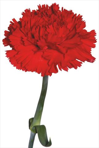 photo of flower to be used as: Cutflower Dianthus caryophyllus Pintado