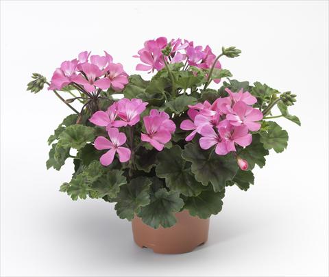 photo of flower to be used as: Patio, pot Pelargonium hybrid Dark Caliente® Pink