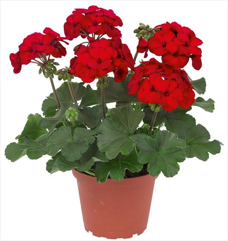 photo of flower to be used as: Patio, pot Pelargonium interspec. RED FOX Sarita Dark Red