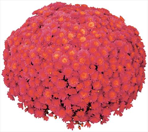 Foto fiore da  Vaso e aiola Chrysanthemum Jacqueline Peach Fusion