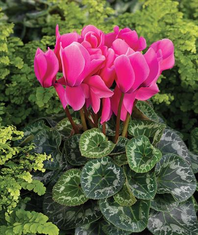 photo of flower to be used as: Basket / Pot Cyclamen persicum Rainier F1 Pink