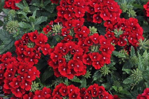 photo of flower to be used as: Pot, patio, basket Verbena Eden® Deep Red