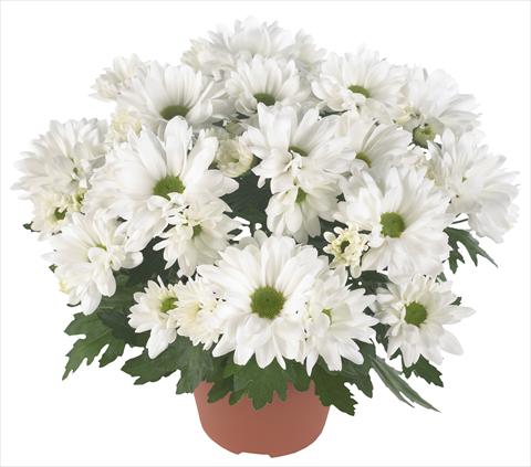 photo of flower to be used as: Pot and bedding Chrysanthemum Breeze Frost