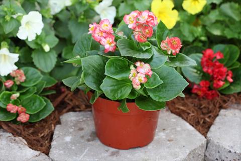 photo of flower to be used as: Bedding pot or basket Begonia Fairyland Coral Picotee