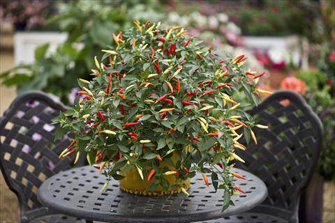 photo of flower to be used as: Pot and bedding Capsicum annuum Basket of Fire