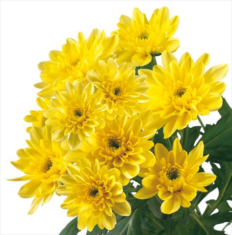 Foto fiore da  Reciso Chrysanthemum Baltica Yellow