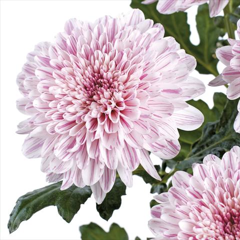 Foto fiore da  Reciso Chrysanthemum Bombini
