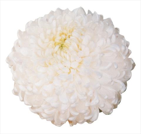 Foto fiore da  Reciso Chrysanthemum Palisade