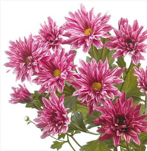 Foto fiore da  Reciso Chrysanthemum Stellini