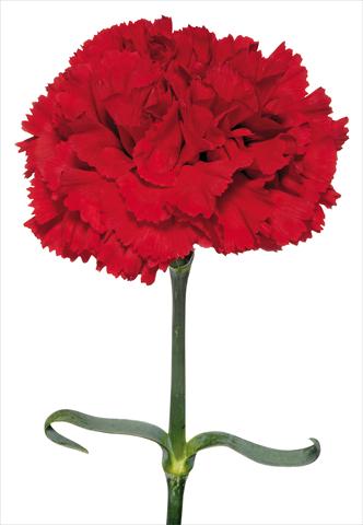 photo of flower to be used as: Cutflower Dianthus caryophyllus Ugolino
