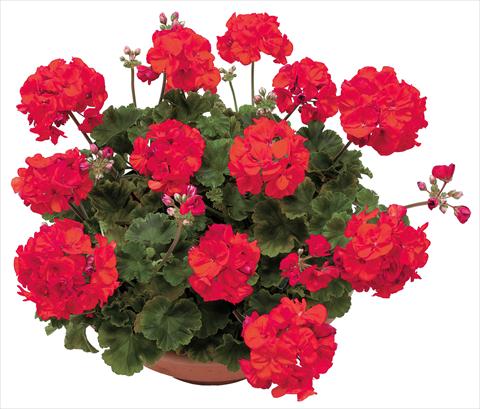 photo of flower to be used as: Pot, bedding, patio Pelargonium zonale OpenEyes Red