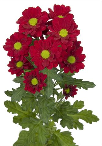 Foto fiore da  Reciso Chrysanthemum Redstart