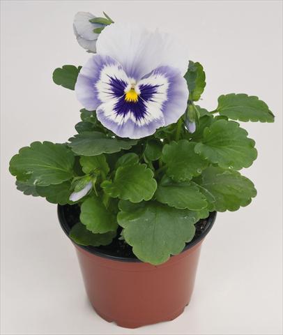 photo of flower to be used as: Pot and bedding Viola wittrockiana Inspire® Blue Angel