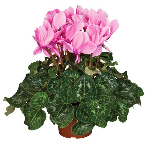 photo of flower to be used as: Pot and bedding Cyclamen persicum Super Serie® Mammoth® F1 Neon Pink