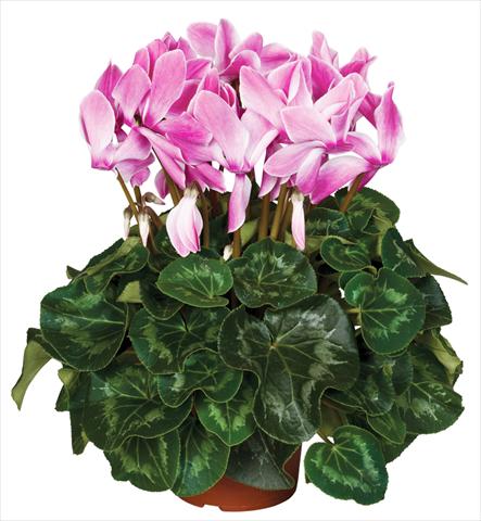 photo of flower to be used as: Pot and bedding Cyclamen persicum Super Serie® Mammoth® F1 Wine Red Flamed