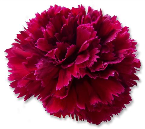 Foto fiore da  Reciso Dianthus caryophyllus Nobbio® Crimson