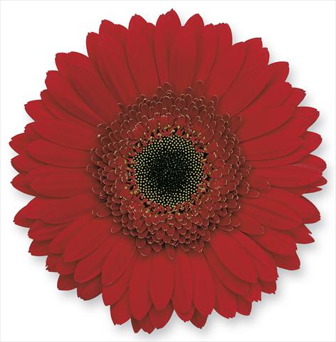 photo of flower to be used as: Pot Gerbera jamesonii Julia