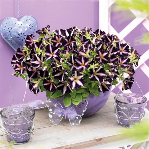 photo of flower to be used as: Pot, bedding, patio, basket Petunia hybrida Mystical™ Merlin