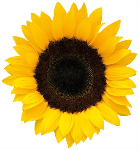 photo of flower to be used as: Cutflower Helianthus annuus Cleopatra