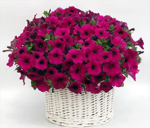 photo of flower to be used as: Pot, bedding, patio, basket Petunia multiflora Gioconda Violet